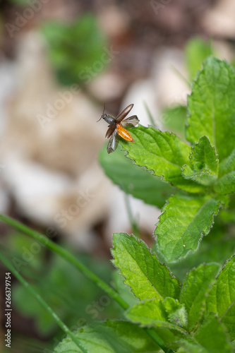 fliegender Käfer