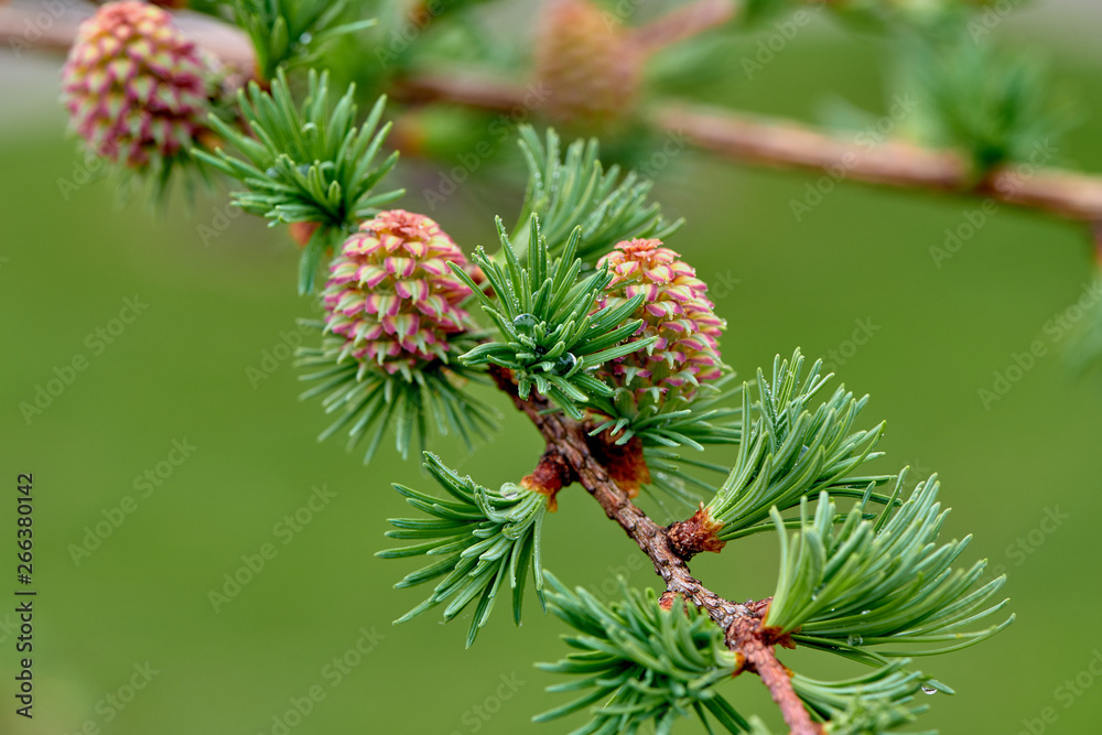 Fototapeta premium Larch blooms