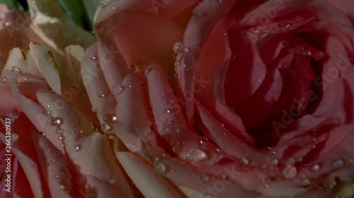 Red roses with water drops in the morning sun. Fabulous bouquet of flowers. Close-up