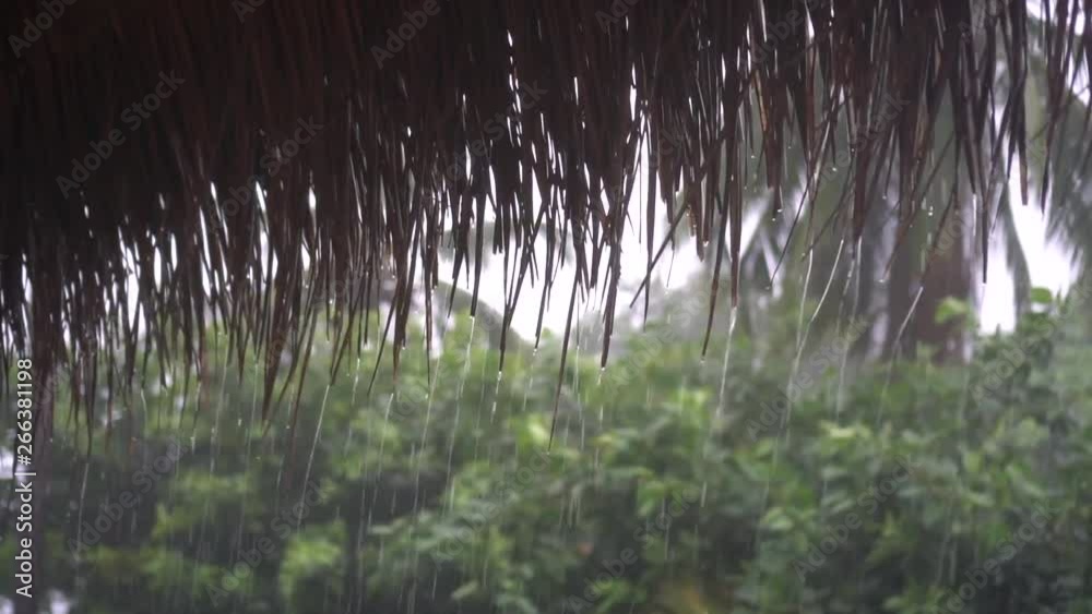 Tropical rain raindrops 1 Tropical rain raindrops 1