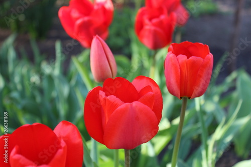 red tulips in the garden