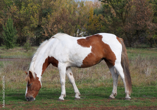 The beautiful skewbald mare is grazed on a meadow against the background of autumn vegetation