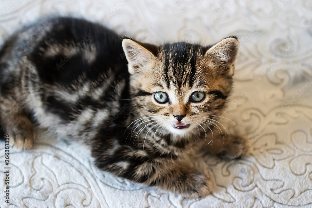 Little tabby color kitten. Scottish Straight.