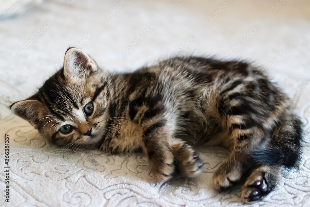Little tabby color kitten. Scottish Straight. Little tabby color kitten. Scottish Straight.