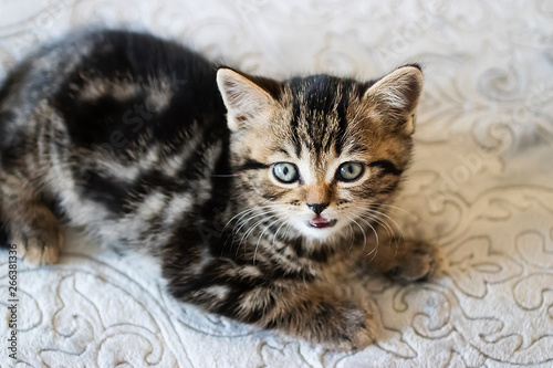 Little tabby color kitten. Scottish Straight. © zhannaz
