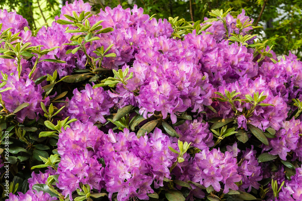 Fototapeta premium Purpur blühender Rhododendron