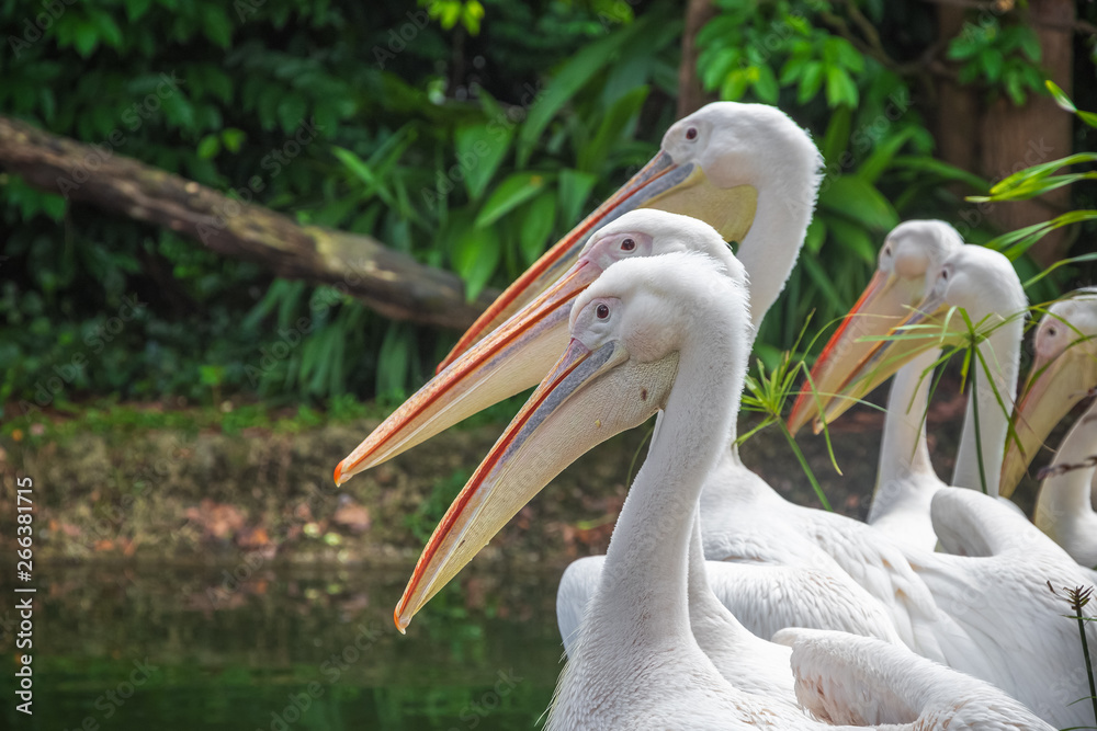 Group of white pelicans waiting to be fed in zoo Group of white pelicans waiting to be fed in zoo