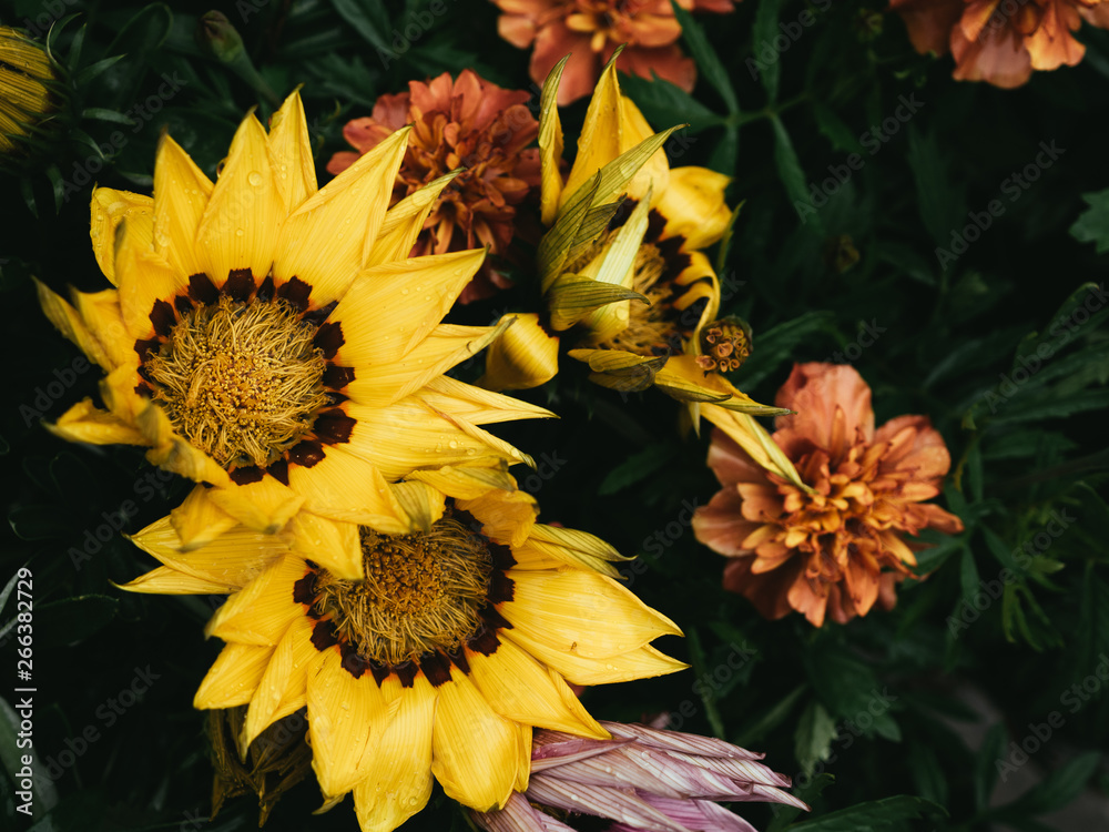 Colorful flowers Colorful flowers