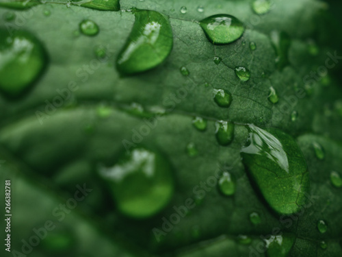 water drops on green leaf background