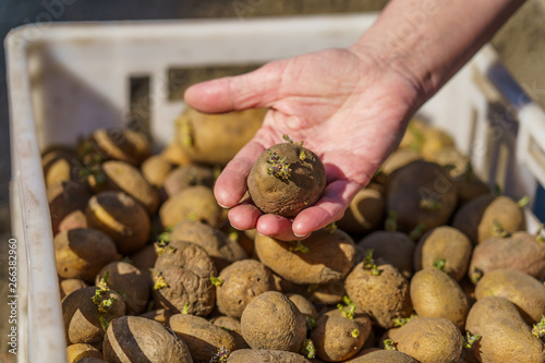 potato tubers with sprouts before planting, one tuber in the palm