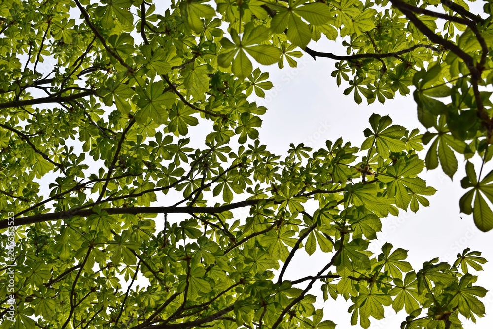 Beautiful hand-carved chestnut.Tree in spring. Beautiful hand-carved chestnut.Tree in spring.