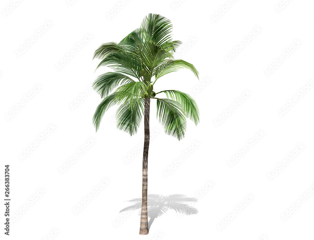 Obraz premium 3D rendering - A tall coconut tree isolated over a white background use for natural poster or wallpaper design, 3D illustration Design.