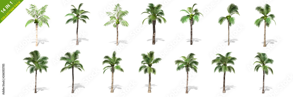 3D rendering - 14 in 1 collection of tall coconut trees isolated over a white background use for natural poster or  wallpaper design, 3D illustration Design.