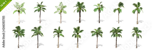 3D rendering - 14 in 1 collection of tall coconut trees isolated over a white background use for natural poster or  wallpaper design, 3D illustration Design.