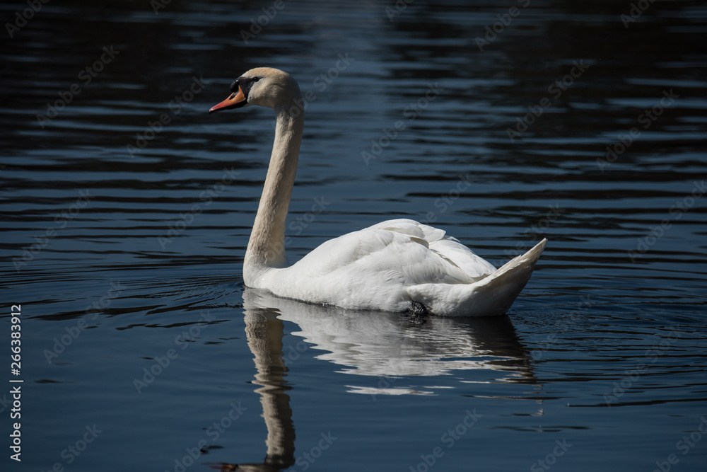 Fototapeta premium Mute swan at Drottningholm, Sweden