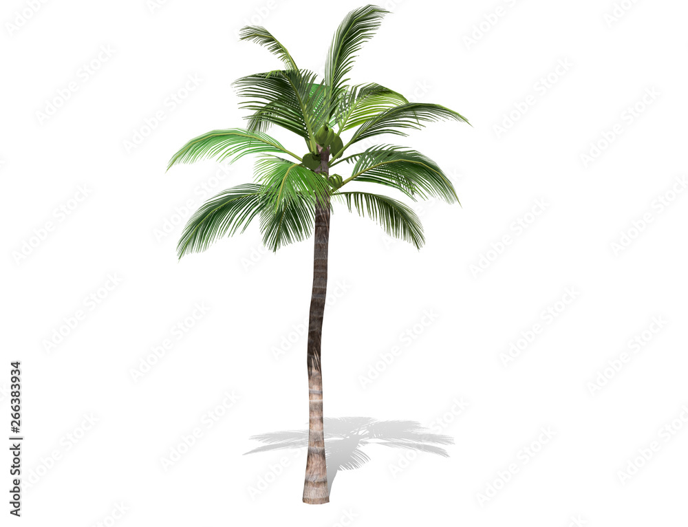 Obraz premium 3D rendering - A tall coconut tree isolated over a white background use for natural poster or wallpaper design, 3D illustration Design.