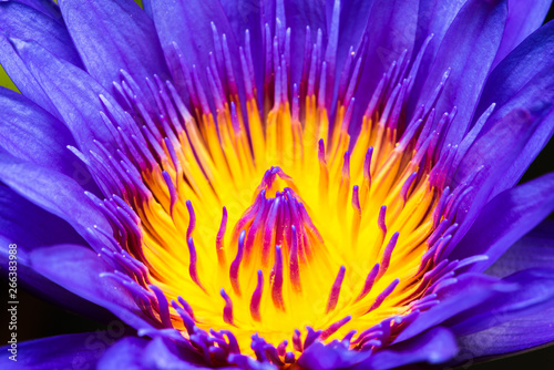 Fresh purple lotus flower.Close up beautiful Pollen and Petals of purple lotus flower blooming in the garden.