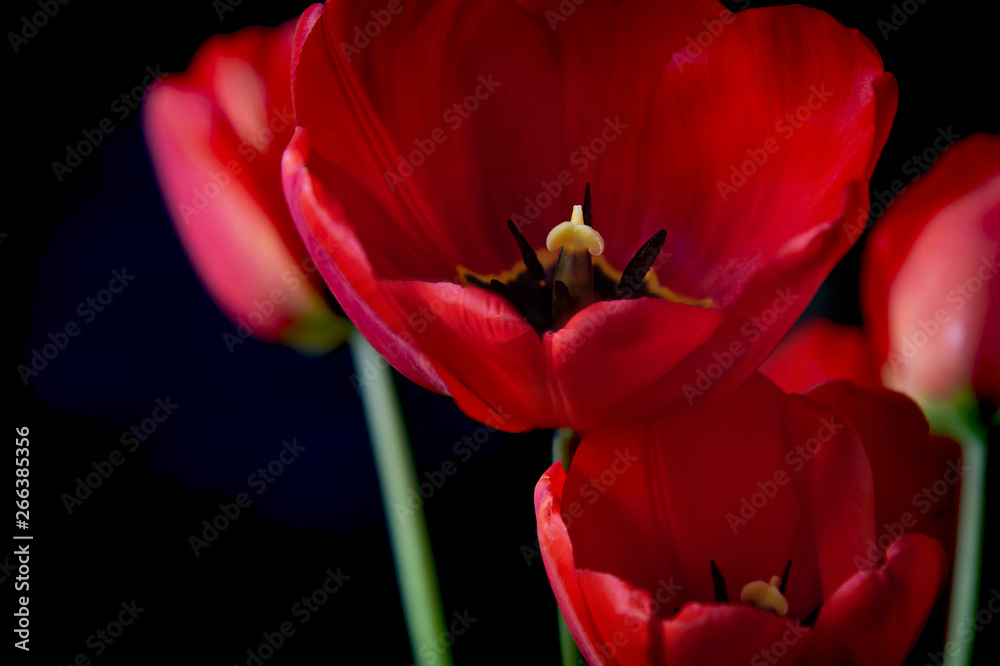 Red tulips in bloom on black background Red tulips in bloom on black background