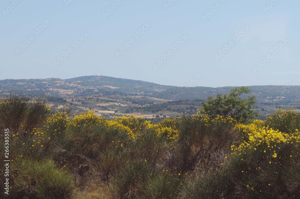 Fototapeta premium peaceful landscape