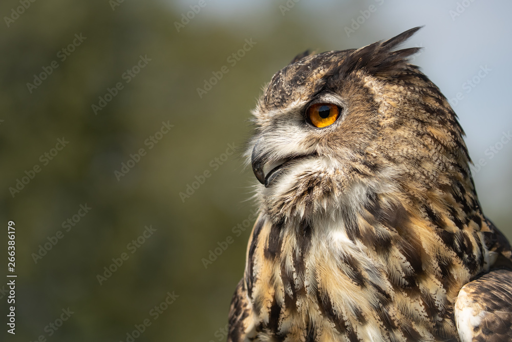 Horus a stunning male Eurasian Eagle Owl taken at my visit to @fensfalconry.  I have 5 photography workshops running there next year.