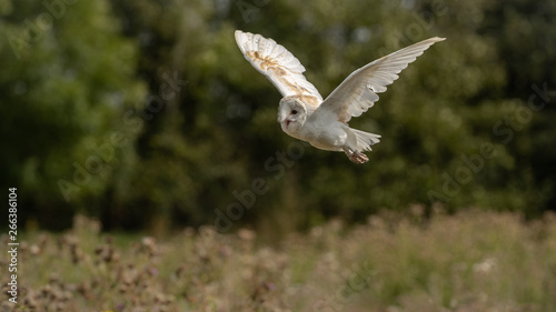  Beautiful barn owl flying over a wildflower meadow 