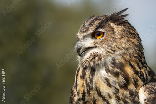 Horus a stunning male Eurasian Eagle Owl taken at my visit to @fensfalconry. I have 5 photography workshops running there next year.