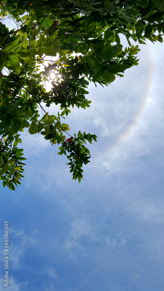 Beautiful sky with sun halo ring through the tree Beautiful sky with sun halo ring through the tree