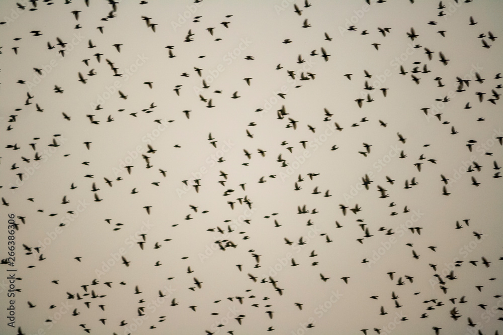 Birds flying in a cloudy day of winter