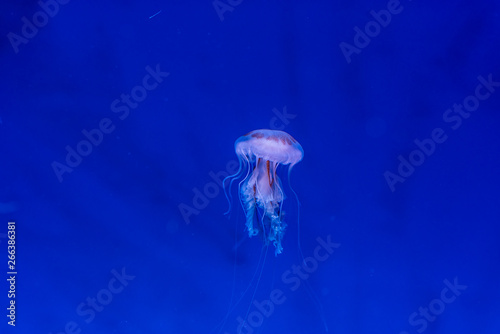 Sea Moon jellyfish with blue background