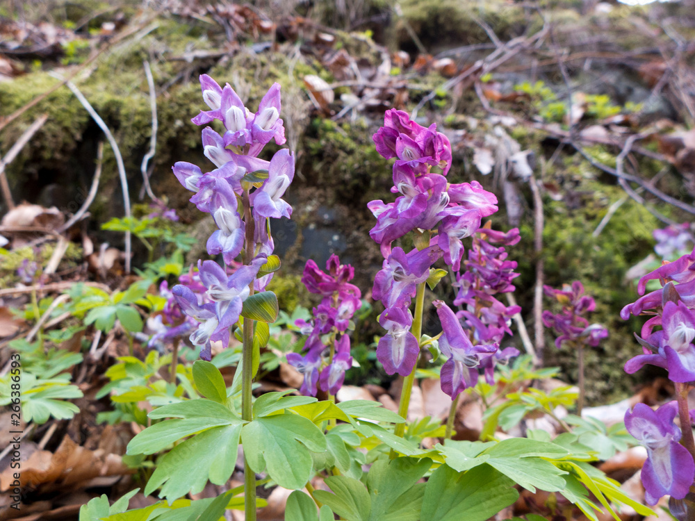 Der Lerchensporn, Corydalis wächst in Laubwäldern, in Büschen und Weinbergen fast in ganz Europa. Er braucht nährstoffreichen, lockeren Lehmboden. Der Lerchensporn, Corydalis wächst in Laubwäldern, in Büschen und Weinbergen fast in ganz Europa. Er braucht nährstoffreichen, lockeren Lehmboden.