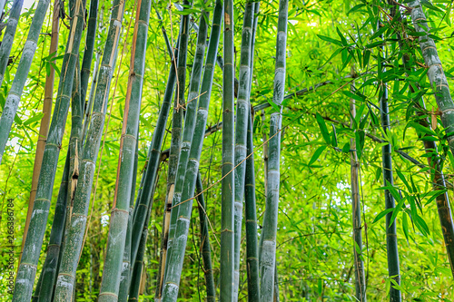 Green bamboo forest in a park in a natural environment in Maraces