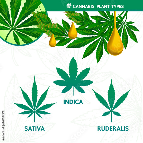 Cannabis plant type vector illustration.