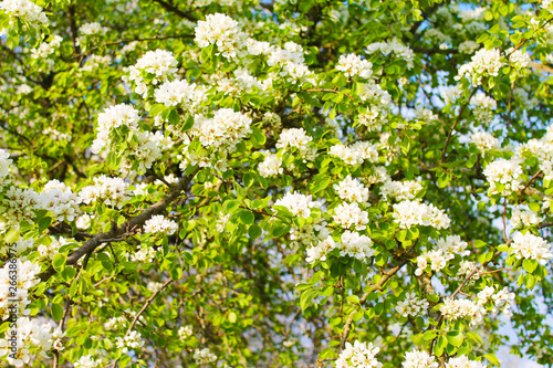 Flowering. Beautiful carpet of white apple tree flowers in the morning spring garden
