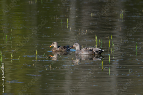 Pair of Gadwall in a pond at the Djurgården island in Stockholm