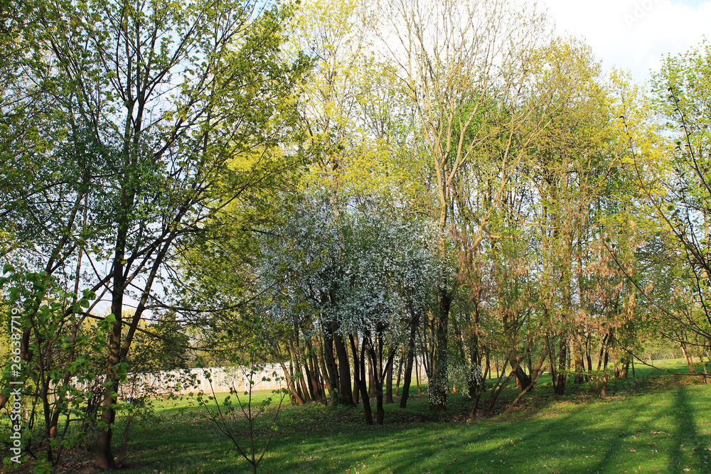 Obraz premium alone beautiful sweet cherry hiding surrounded by bright trees in the spring garden