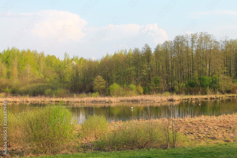 Fototapeta premium Spring landscape. Fresh spring foliage flaunts in the mirror of the river.