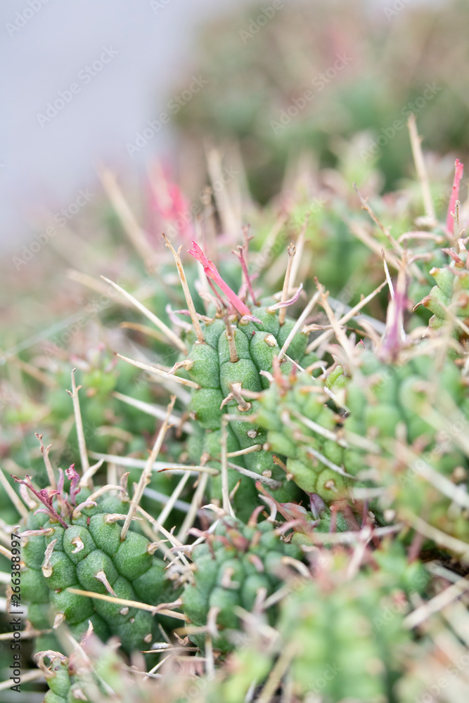 Abstract Close Up of a Cactus Succulent Plant Abstract Close Up of a Cactus Succulent Plant