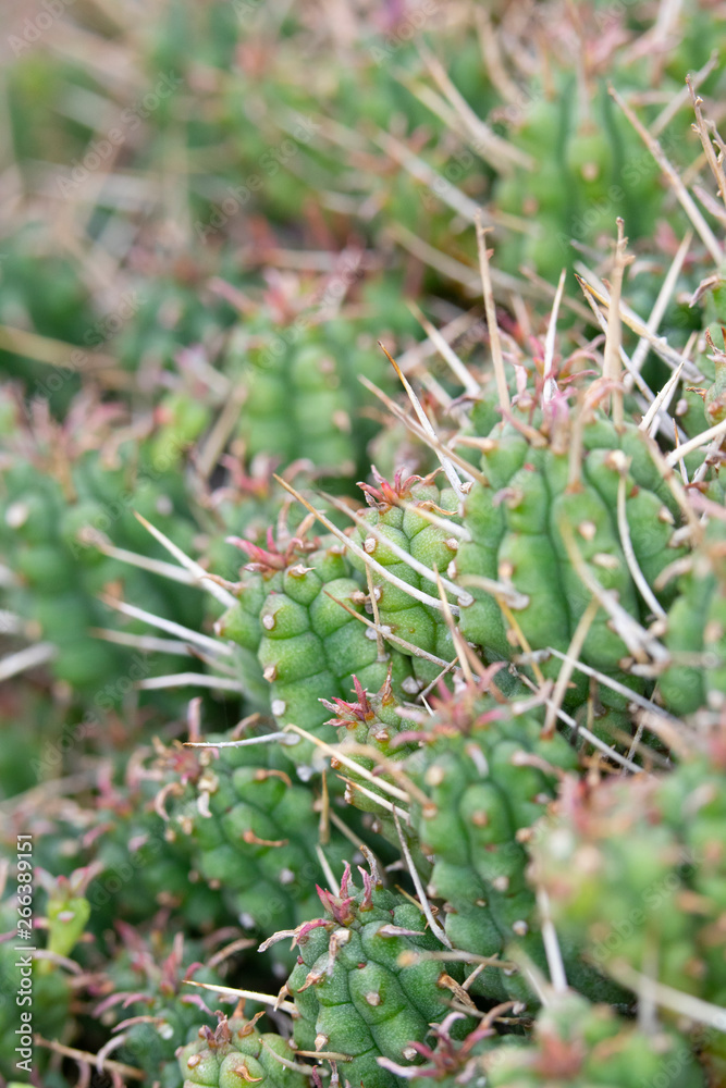 Abstract Close Up of a Cactus Succulent Plant Abstract Close Up of a Cactus Succulent Plant