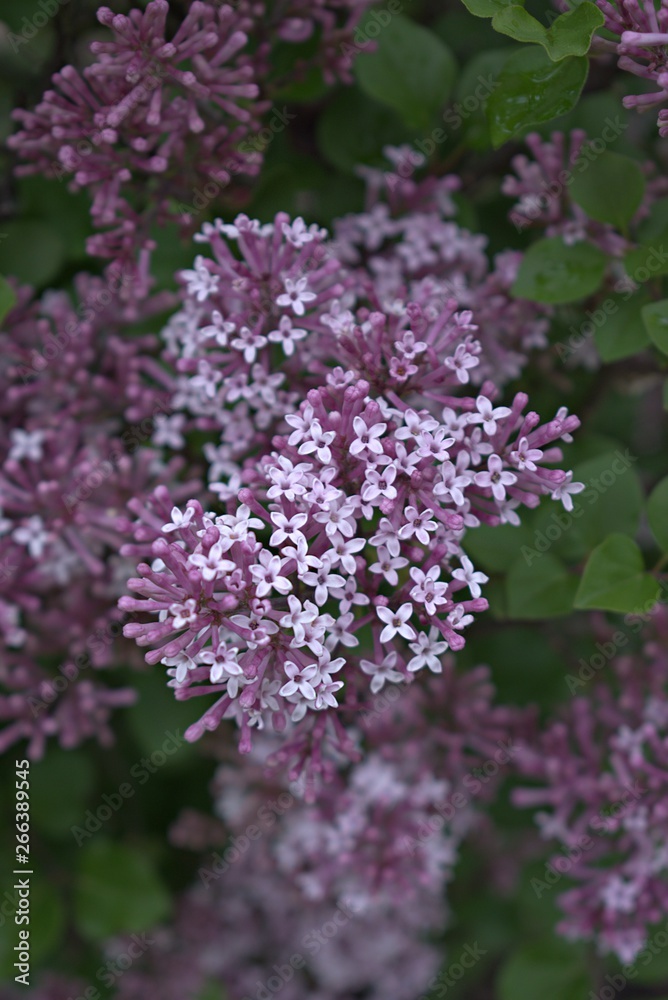 Wild flowers