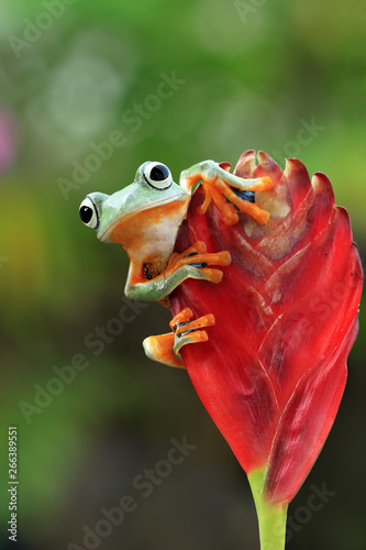 Beautiful flying frog on bud, Javan tree frog