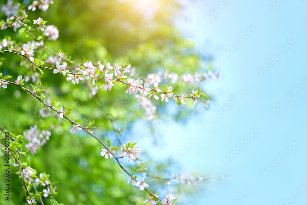 Spring Nature background with cherry flowers. Cherry blossoms on blue sky background. Beautiful nature scene with blooming tree in Sunny day. copy space.