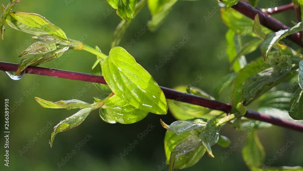 Green leaf with raindrops in the summer in nature develops in the wind Green leaf with raindrops in the summer in nature develops in the wind