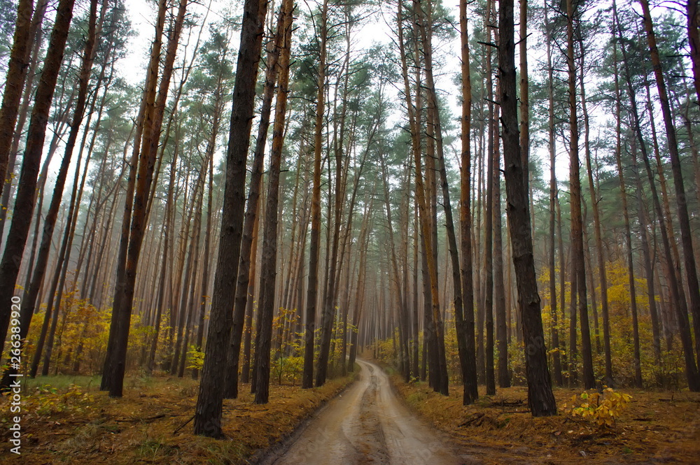 Autumn forest road. Coniferous forest in the fall.