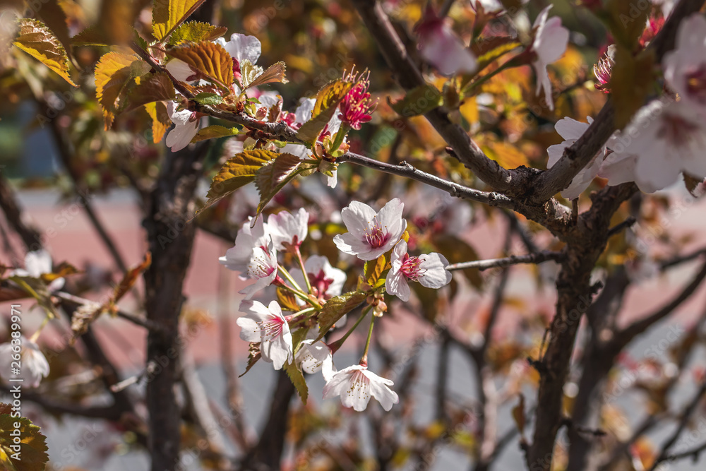 Sakura blossom. Sakura background. Spring sakura. Sakura blossom. Sakura background. Spring sakura.