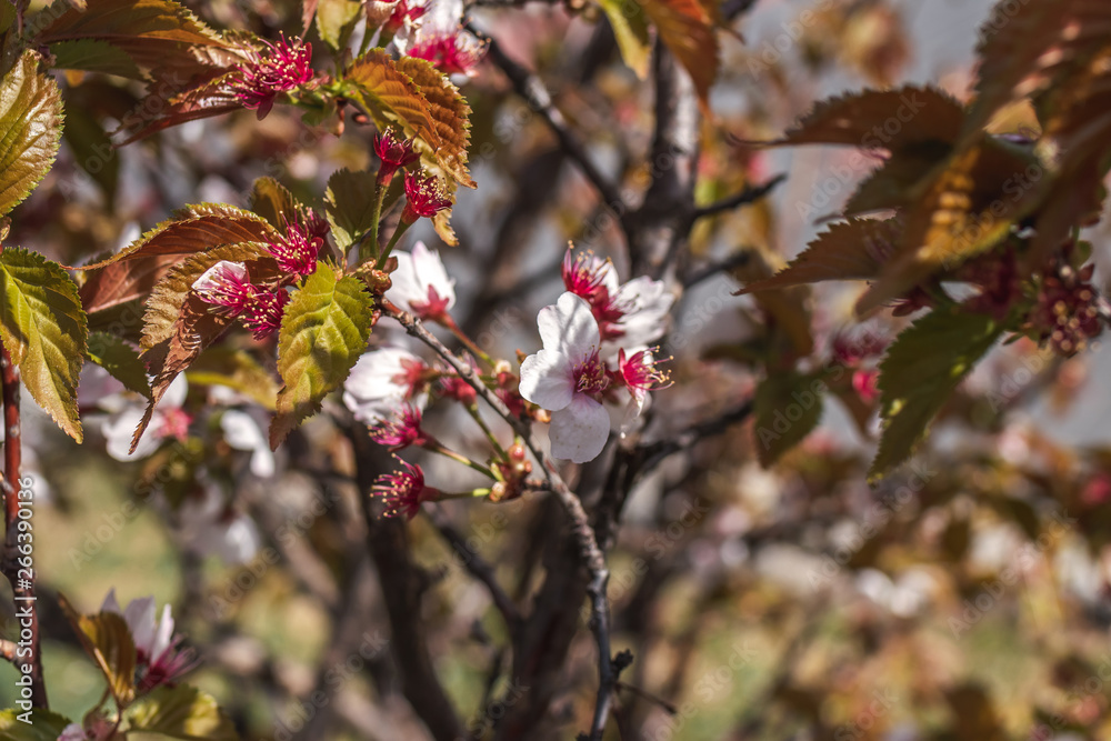 Sakura blossom. Sakura background. Spring sakura. Sakura blossom. Sakura background. Spring sakura.