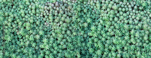 nature surface of tiny succulents. green background with small Evergreen goldmoss sedum, Sedum acre, goldmoss stonecrop, mossy stonecrop, flowering plant family Crassulaceae. close up, banner photo