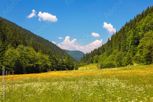 Road with a wooden fence in a field with yellow flowers. The nice view to the landscape of high mountains in the sunny day is opened from the green valley covered with grass. The place of tourists.