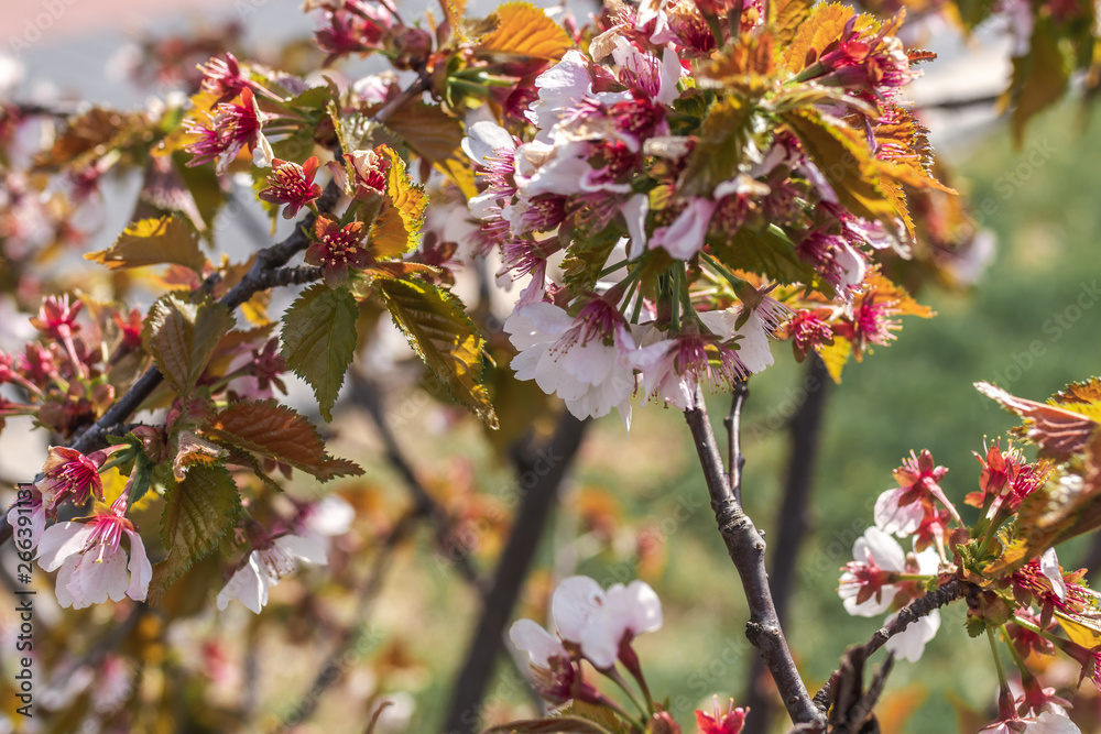 Sakura blossom. Sakura background. Spring sakura. Sakura blossom. Sakura background. Spring sakura.