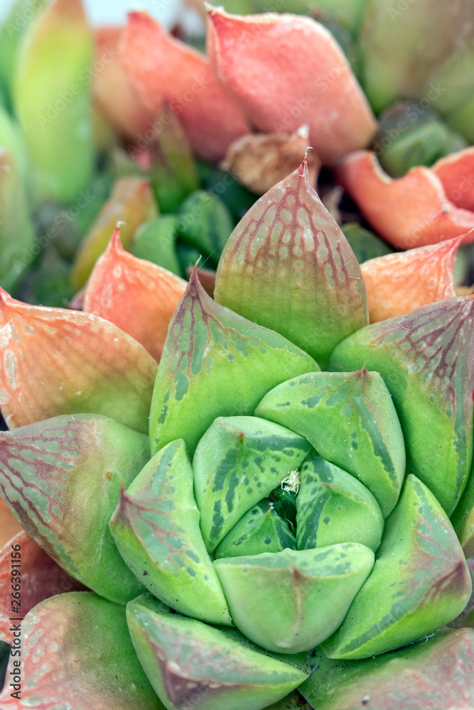 Fototapeta premium Abstract Close Up of a Cactus Succulent Plant 
