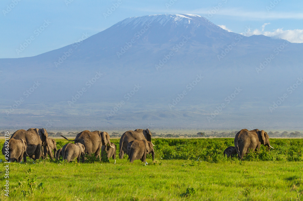 Elephant herd tuskers and baby calves Loxodonta Africana front of Mount Kilimanjaro Amboseli National Park Kenya Africa blue sky green grass landscape copy space vulnerable species natural environment